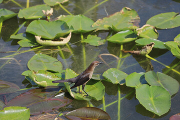 Small brown bird standing on pond lily pad