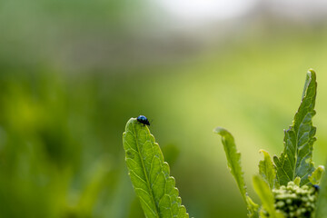 close-up flea beetle black insect with dung on leaf