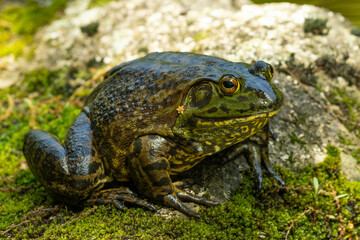 身体に小さな花がついているウシガエル