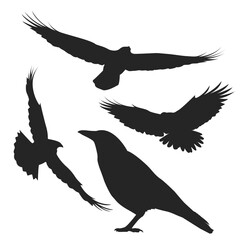 Set of black isolated silhouettes of crows. Collection of different birds position.