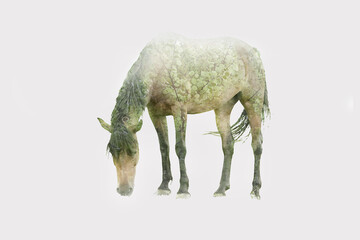 a horse close-up on a white background. Double exposure. Green leaves