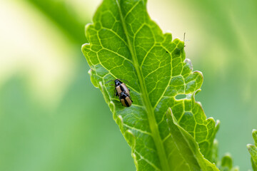 close-up flea beetle black insect with dung on leaf
