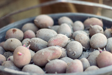 CLoseup view of red potatoes desiree in black bucket standing on ground and soil. Organic vegetables. Farming and cultivation. Harvest and crop concept. Dirty and row. Top view.