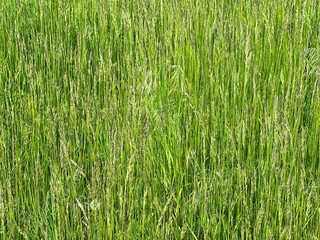 Green grass in field background.
