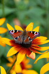 Butterfly Peacock Eye sits on a yellow rudbeckia flower
