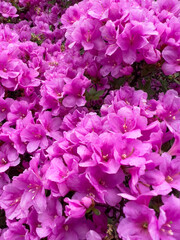 pink azalea flowers as a background