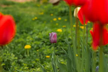 Naklejka premium Colorful flowers tulips growing under sunlight in the garden. Natural floral spring background.