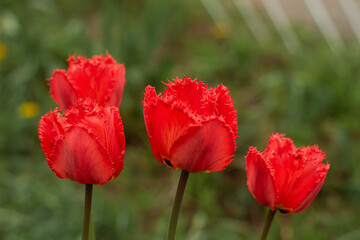 Obraz premium Colorful flowers tulips growing under sunlight in the garden. Natural floral spring background.
