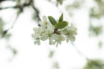 Blossoms on the apple and pears trees in spring