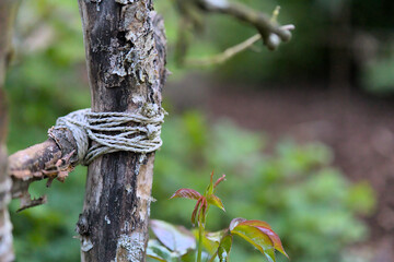 Branches and sticks tied to a fence with an old cord. The background is blurred.