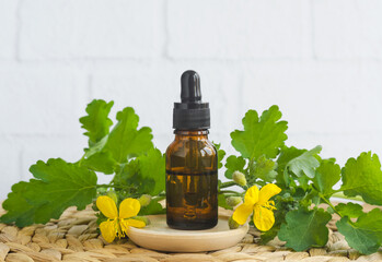 Small bottle of Greater celandine infusion (herbal tincture, extract, oil). Aromatherapy, homemade wart remedy and herbal medicine ingredient.