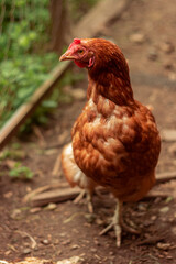 hen is hatching the egg in the coop and Rooster is standing in the background at a bio farm. Hens in hen house. Chicken eggs in hen house. Chicken farm.