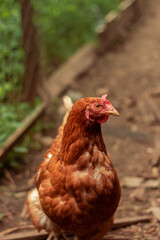 hen is hatching the egg in the coop and Rooster is standing in the background at a bio farm. Hens in hen house. Chicken eggs in hen house. Chicken farm.