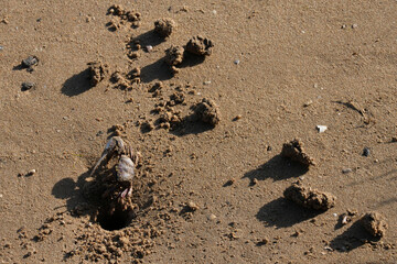 Fototapeta na wymiar Krebse bewegen sich über den Sand