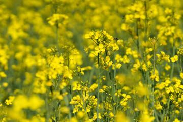Obraz premium Blühendes Rapsfeld in voller Pracht im Frühling