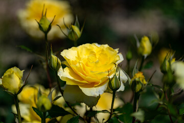 Full blooming of rose variety 