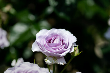 Full blooming of rose variety 