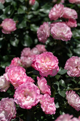 Full blooming of rose variety 