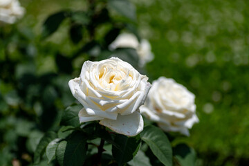 Full blooming of rose variety 