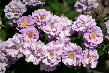 Full blooming of rose variety 