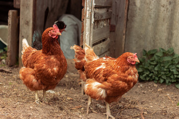 hen is hatching the egg in the coop and Rooster is standing in the background at a bio farm. Hens in hen house. Chicken eggs in hen house. Chicken farm.