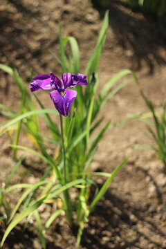 花しょうぶ