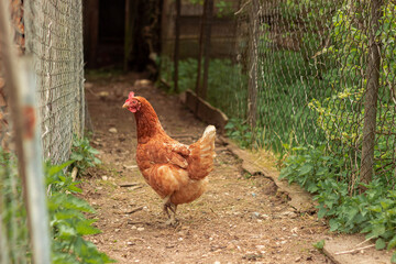 hen is hatching the egg in the coop and Rooster is standing in the background at a bio farm. Hens in hen house. Chicken eggs in hen house. Chicken farm.