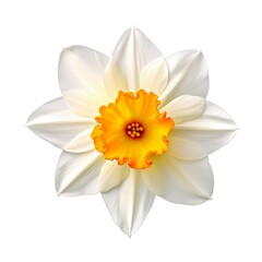 Fototapeta premium Amazing and attractive image of daffodil AI-Generated