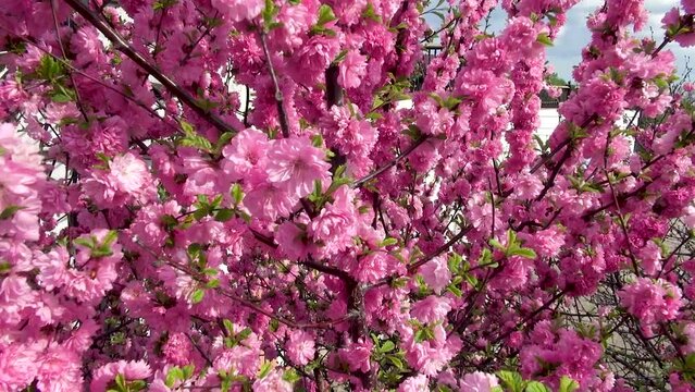 Tree with blooming pink flowers