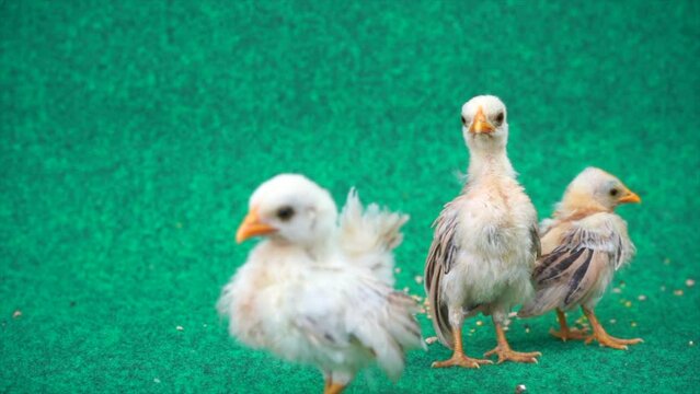 The yellow serama chicks on a artificial grass background.