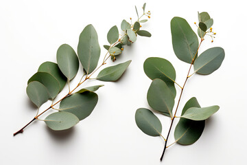 Branch of eucalyptus leaves on white background