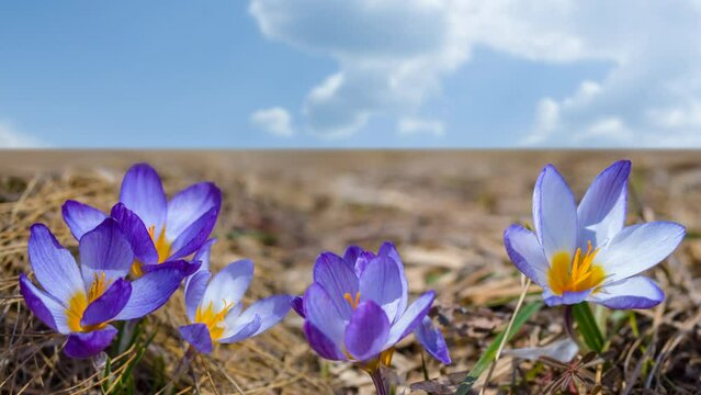  closeup beautiful wild violet crocus flowers in a dry grass, good spring outdoor natural time lapse scene