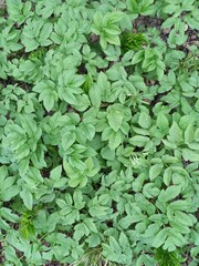 A bush of bright green grass