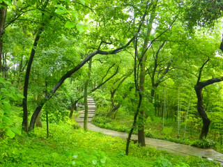 path through the green forest