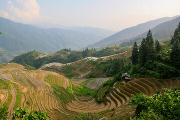 view of rice terraces against the mountainside