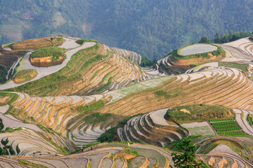 panoramic view of rice field terraces