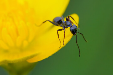 Macro close up shot of an ant on a flower on a green background