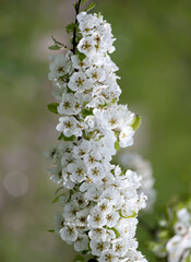 Densely arranged white wild pear flowers shot close-up against a blurred background