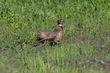A pair and a female of a common pheasant are photographed in the early morning near a field of wheat in the rays of the morning soft light.
