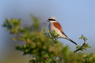 Male and female red-backed shrike (Lanius collurio) close-up on a wild rose bush against a bright sky and blurred grass. Identifiers are clearly visible
