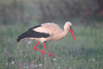 A male and female white stork is filmed in misty morning light on green grass. Birds collect large earthworms from the ground and deftly eat them.