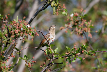 Male Eurasian wryneck or northern wryneck (Jynx torquilla) shot on a tree close-up in soft morning light