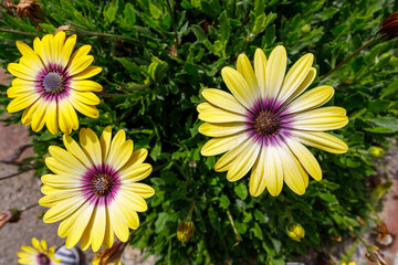 Cape Marguerite.  African Daisy.