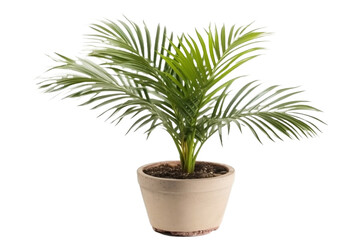 Obraz premium palm tree isolated on white background