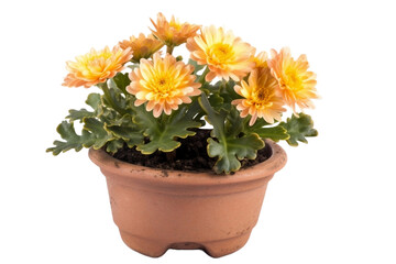 Fototapeta premium flowers in a pot