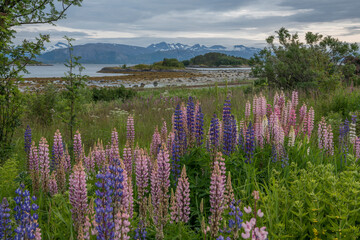 Beautiful Norwegian landscape with lupines of different colors in the foreground and mountains and fjords in the background. Norway, summer, nordic, north, magical, nature, wilderness