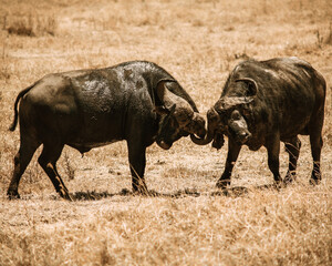African Buffalos of the Ngorongoro conservation area are also part of the big 5 and they can be seen in big numbers during a wildlife viewing experience at this destination.
In the conservation area, 