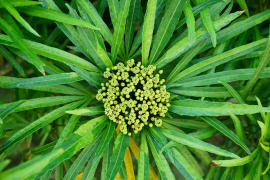 Osmoxylon Lineare or Miagos Bush flower. They flower at the tip of the branch, with the fruits ripening from white to purple. Garden ornamental plants 