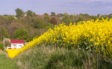 Rzepak kwitnący na żółto i pięknie pachnący rosnący na polu w tle (w dole wzgórza ) widoczny dom i gospodarskie zabudowania  ( farma) .  - obrazy, fototapety, plakaty