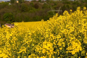 Kwitnący na żółto rzepak rosnący na polu położonym na wzgórzu .